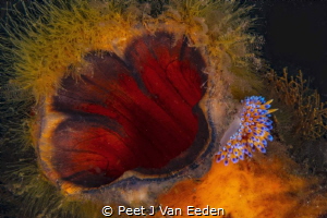 Fast Food.
 
Gas flame  nudibranch feeds at the opening... by Peet J Van Eeden 